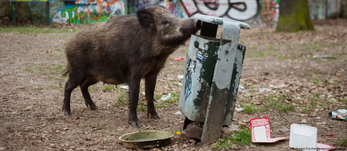 Germany: Wild boar shot after wandering through Mainz