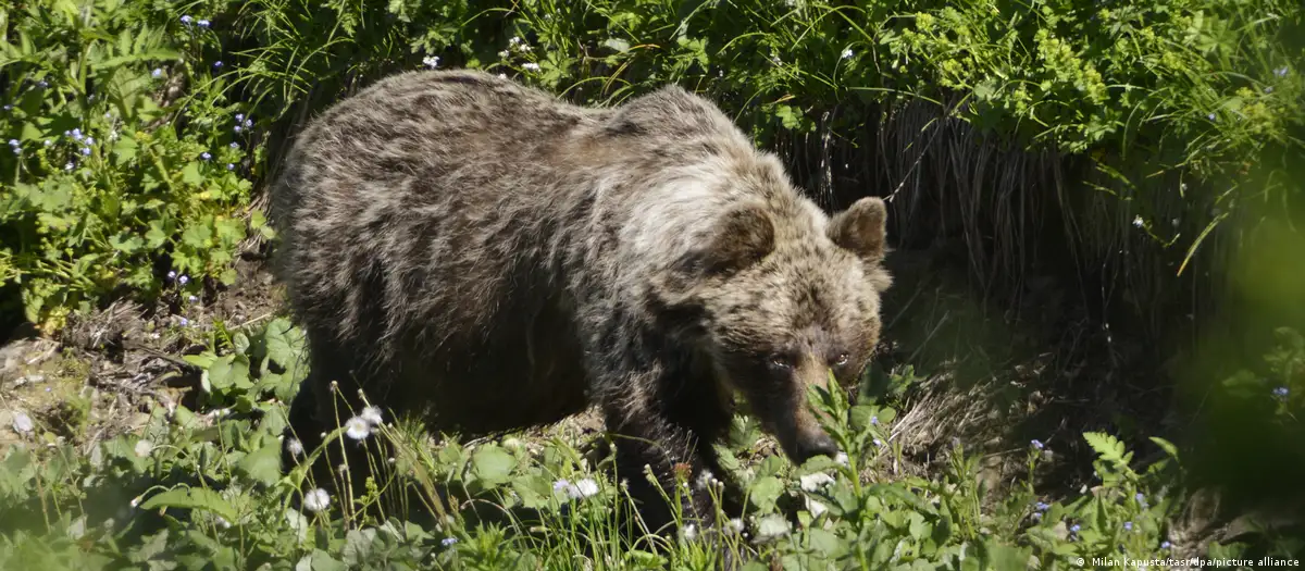 Slovakia says bear that wounded 5 shot dead