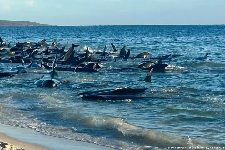 Australia: 160 pilot whales stranded on western beach