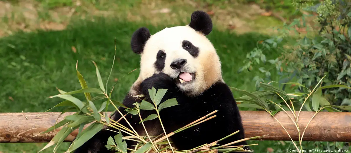 South Koreans bid farewell to beloved panda Fu Bao