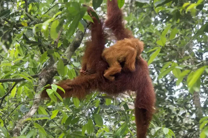 Malaysia plans 'orangutan diplomacy' to boost palm oil sales