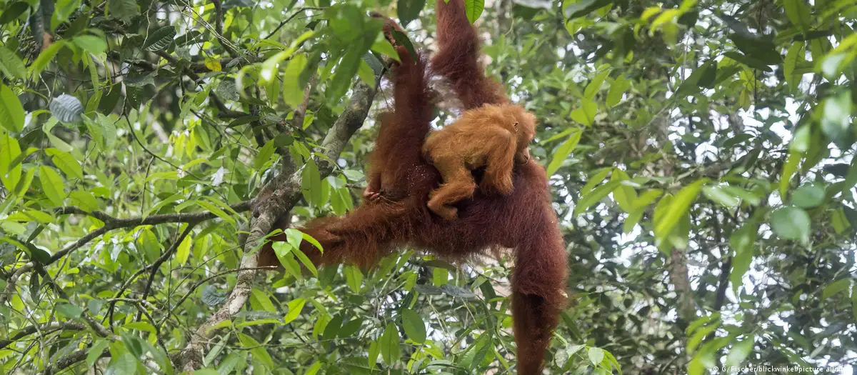 Malaysia plans 'orangutan diplomacy' to boost palm oil sales