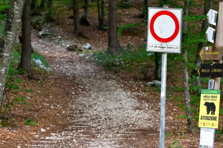 Italy: Bear shot dead after attack on hiker