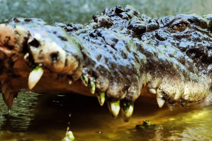 Australia: Rangers shoot 14 foot crocodile that killed child