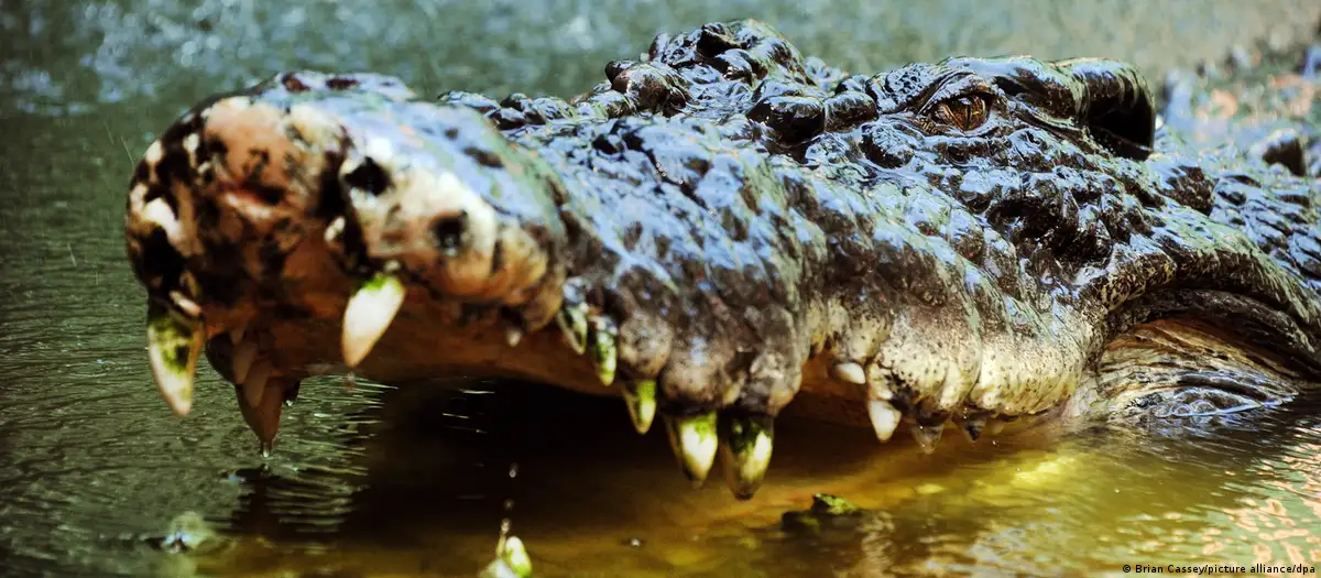 Australia: Rangers shoot 14 foot crocodile that killed child