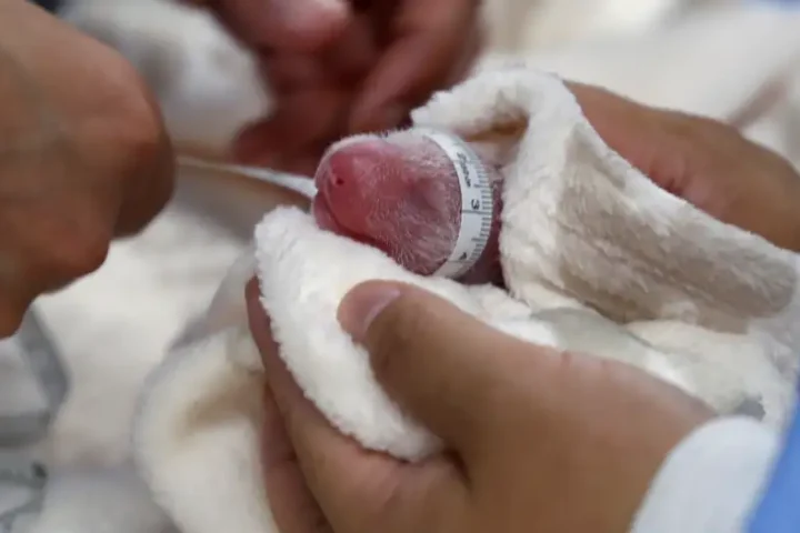 Germany: Berlin Zoo panda Meng Meng gives birth to twins