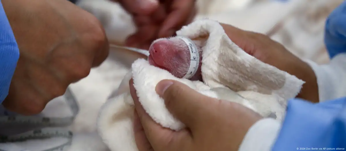 Germany: Berlin Zoo panda Meng Meng gives birth to twins