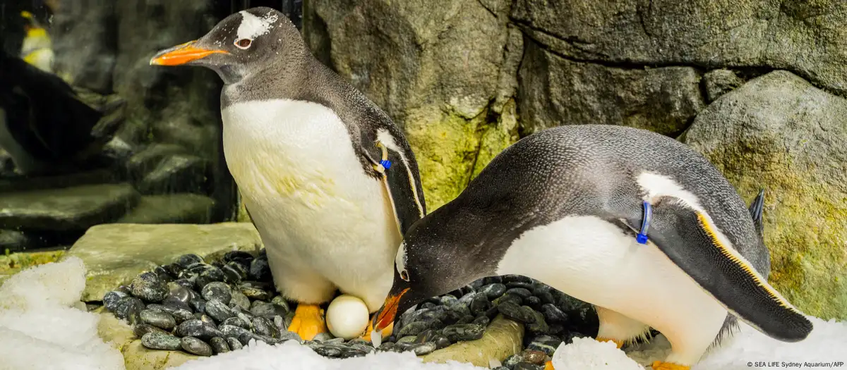 Gay penguin Sphen dies in Australian aquarium