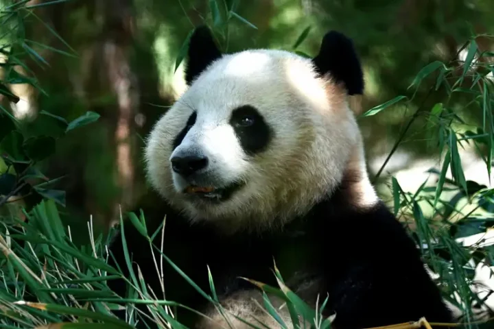 Giant pandas return to San Diego Zoo with fanfare