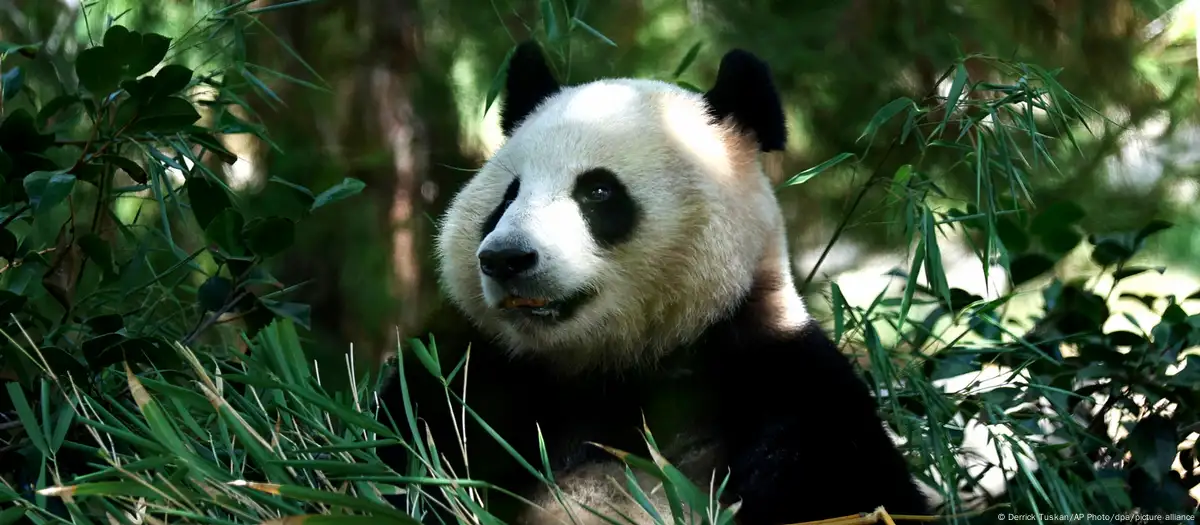 Giant pandas return to San Diego Zoo with fanfare