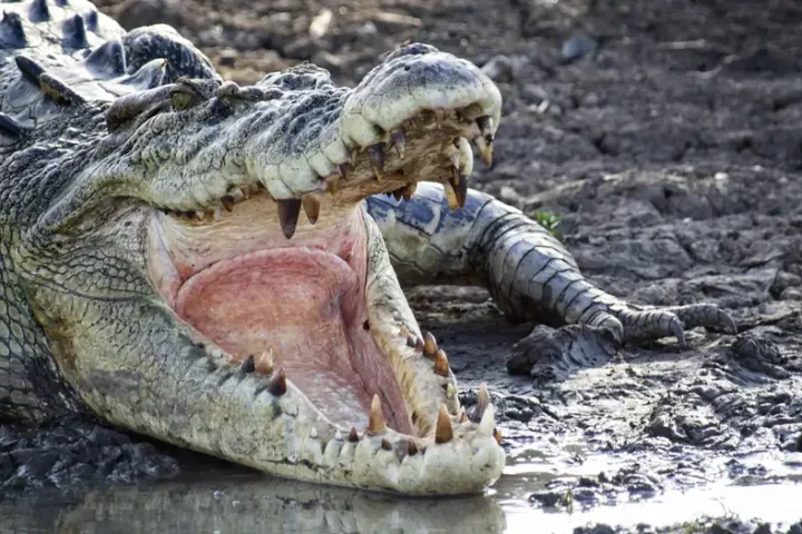 Australia: Human remains found in croc after fatal attack