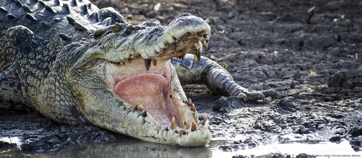 Australia: Human remains found in croc after fatal attack