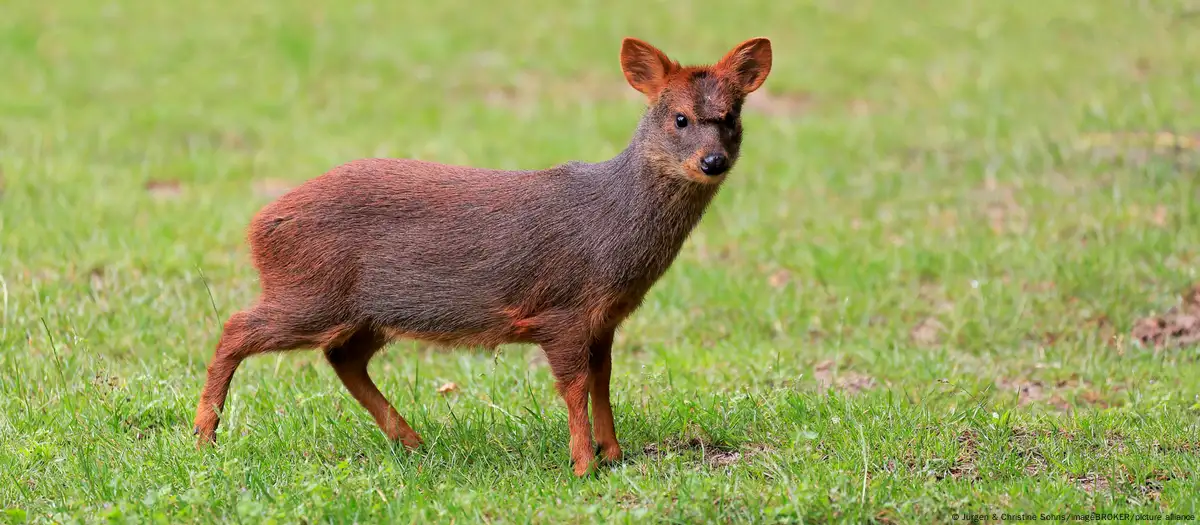 New York zoo introduces tiny pudu deer