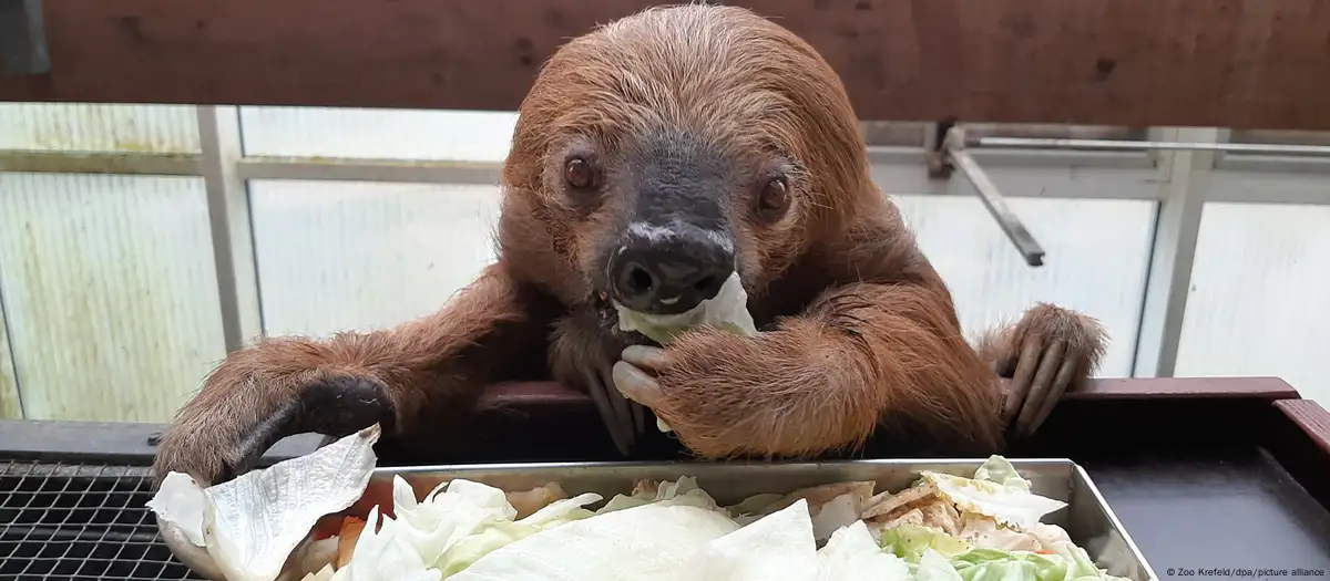 World's oldest sloth dies in German zoo