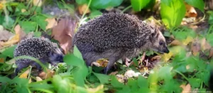 Hedgehogs being decimated by human behavior: report