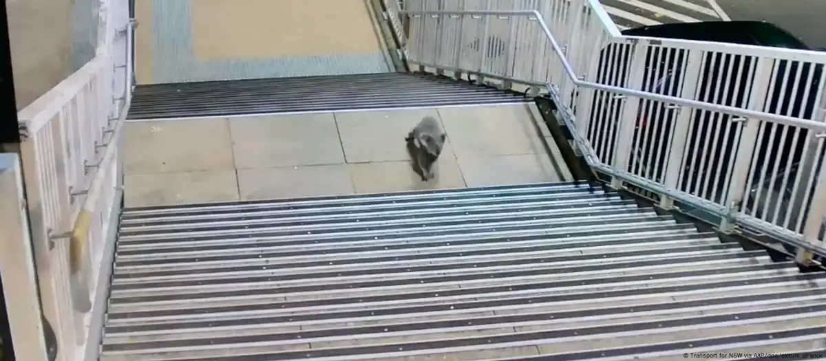 Koala leads police on chase through Sydney train station