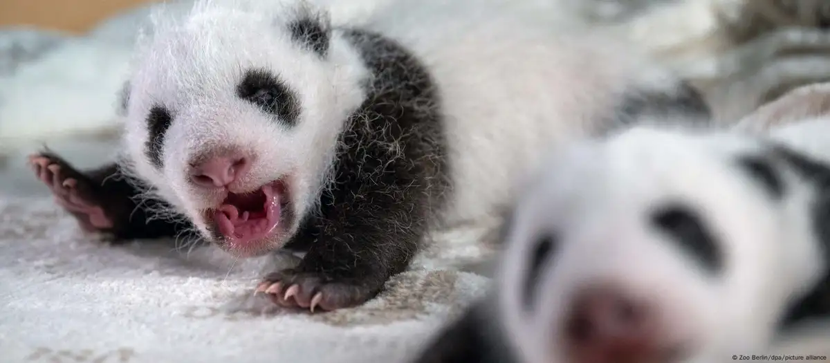 Germany: Panda cubs at Berlin Zoo open eyes