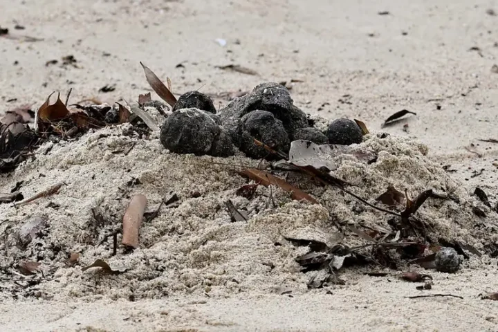 Sydney beaches closed over 'mysterious' black balls