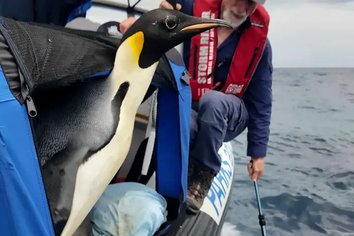 Gus the penguin sets sail in the Southern Ocean