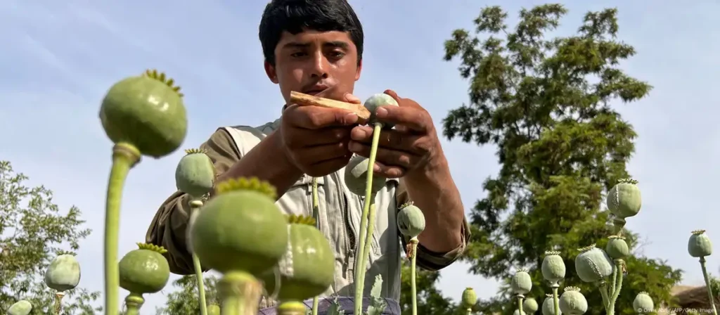 Opium production in Afghanistan rose despite ban: UN report