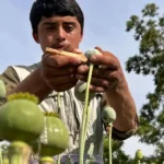 Opium production in Afghanistan rose despite ban: UN report