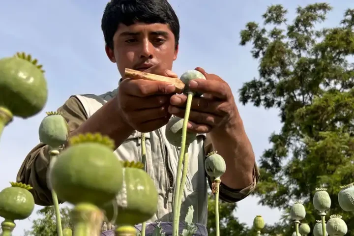 Opium production in Afghanistan rose despite ban: UN report