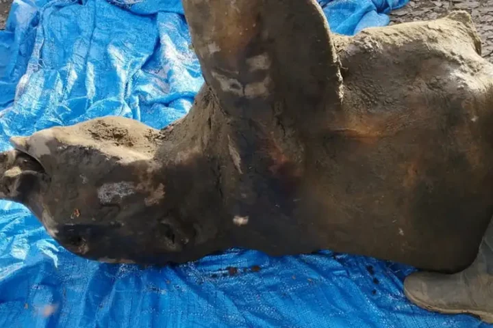 50,000-year-old baby mammoth carcass discovered in Siberia