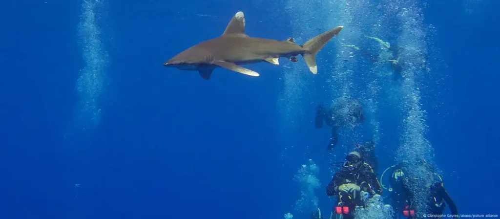 Egypt: Italian man killed in Red Sea shark attack