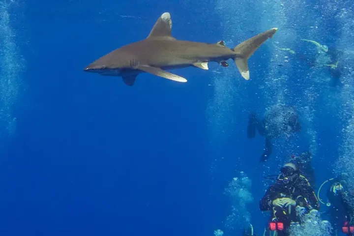 Egypt: Italian man killed in Red Sea shark attack