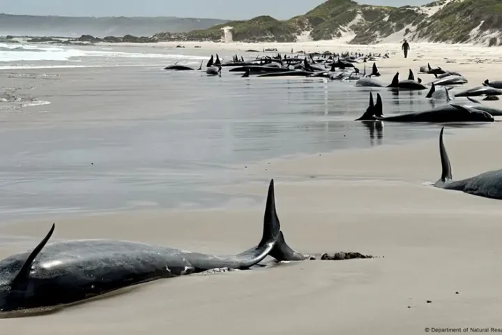 Australia: 157 dolphins found stranded on Tasmanian beach