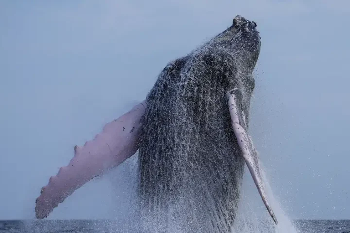 Whale swallows kayaker in Chile then spits him out