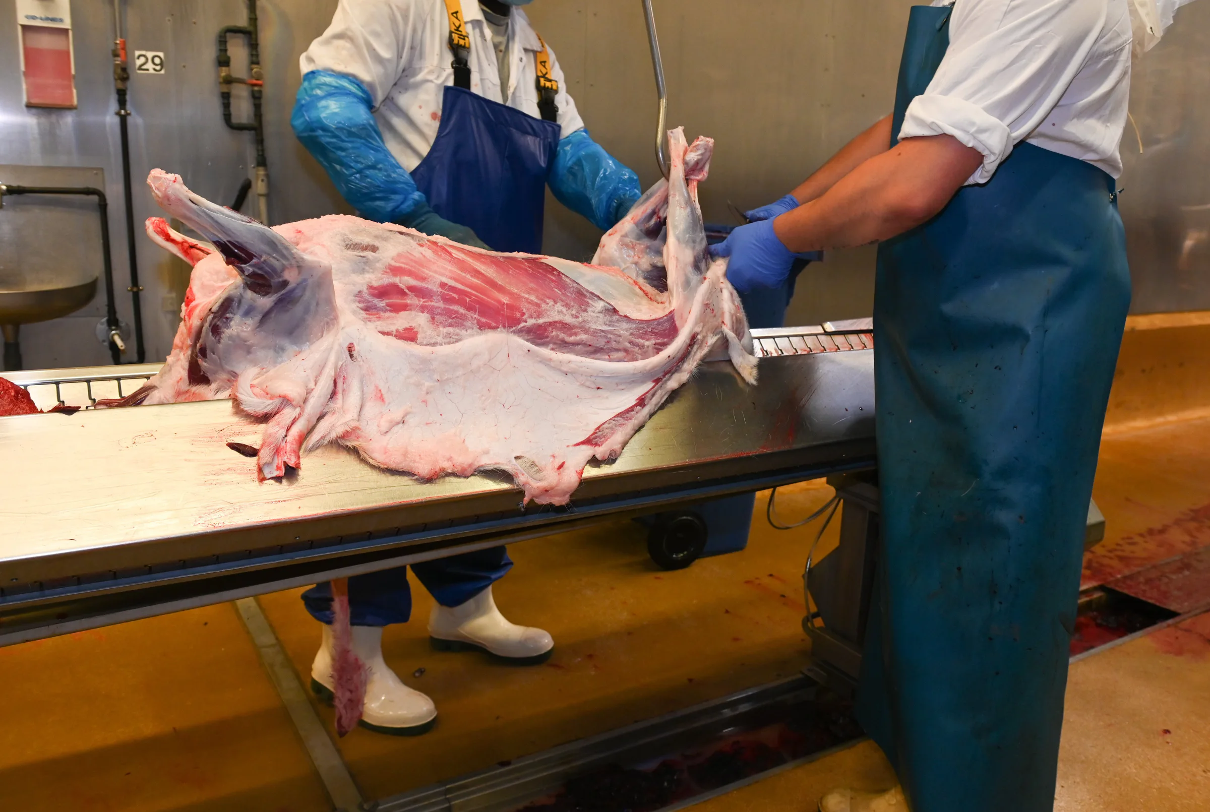 Meat sector warns Flemish restrictions on labour migration could undermine food supply