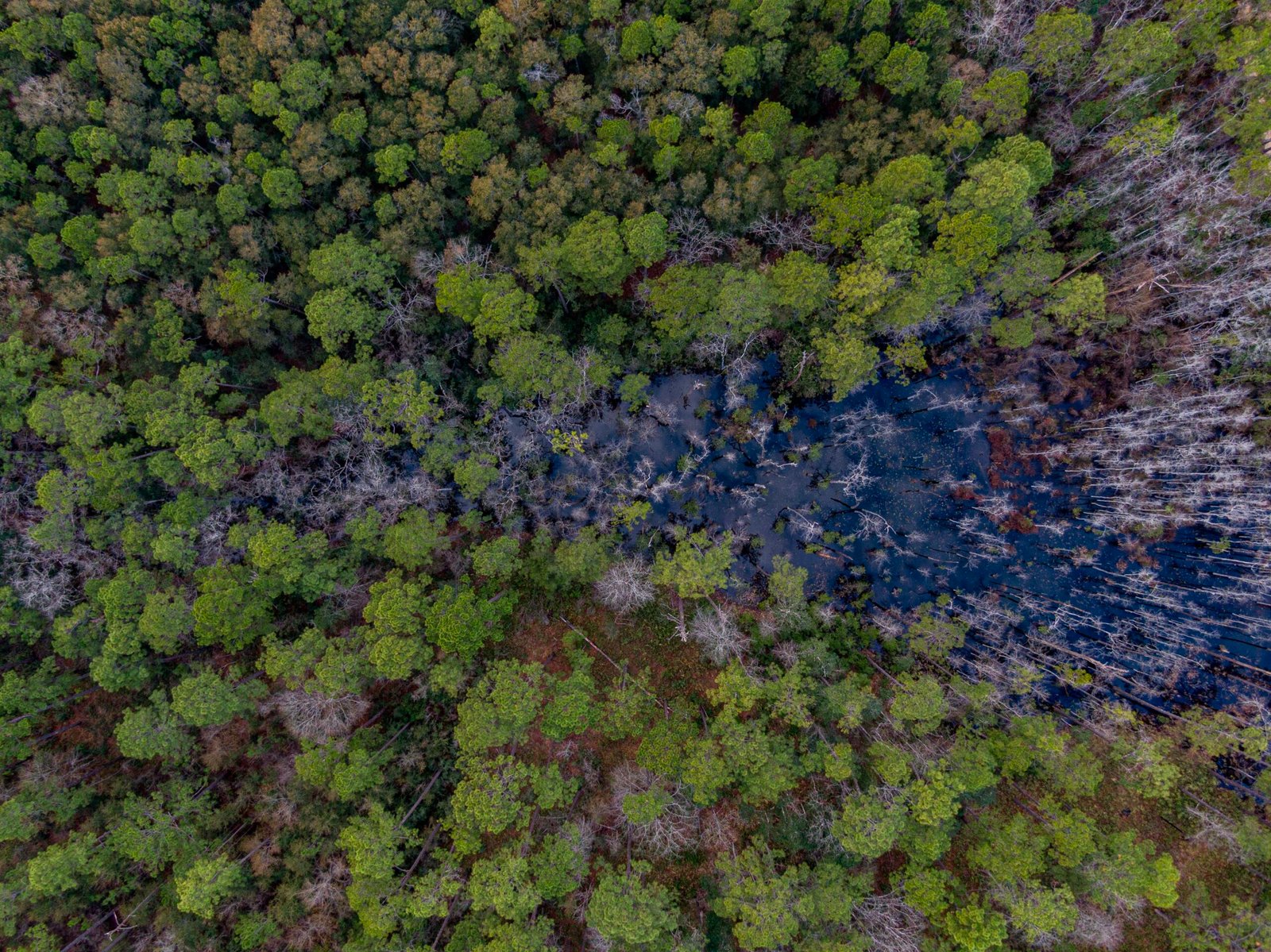 Should Oil and Gas Drilling Expand in This Biodiverse National Forest? The Public Overwhelmingly Says No.