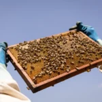 Bee mortality rises for third consecutive year