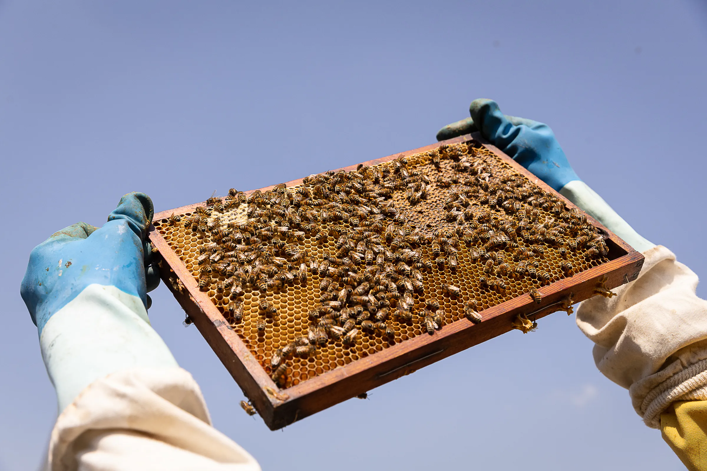 Bee mortality rises for third consecutive year