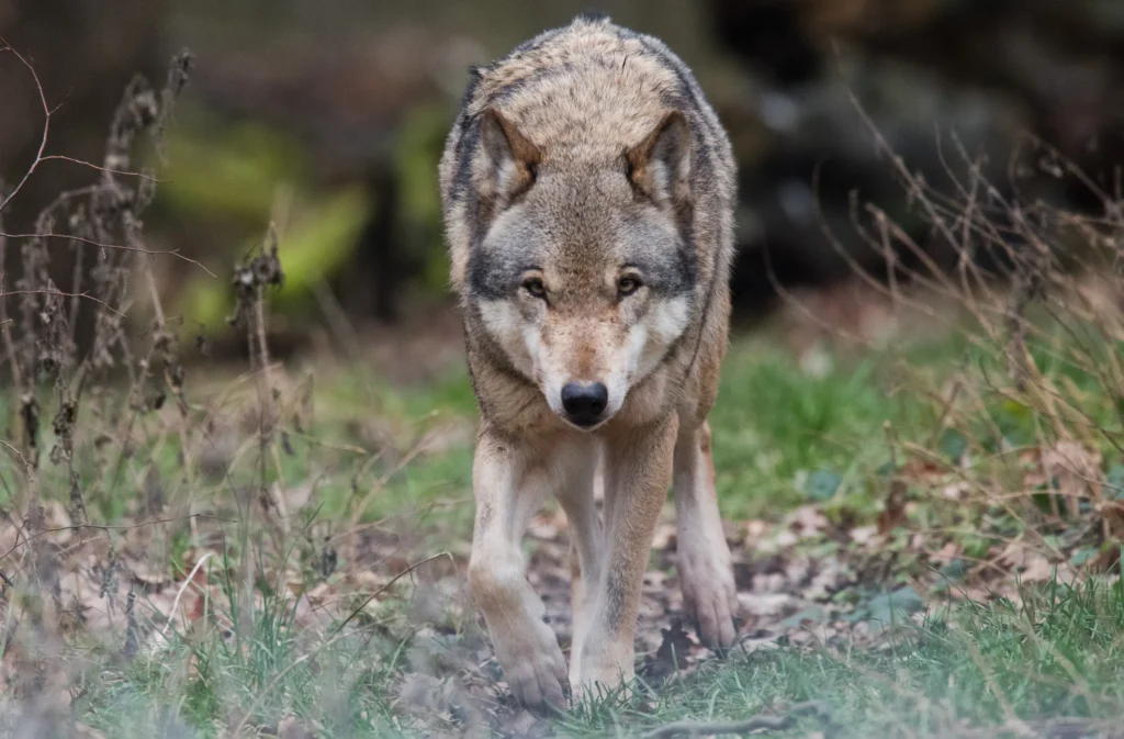 EU Parliament votes to weaken wolf protection