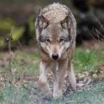 EU Parliament votes to weaken wolf protection
