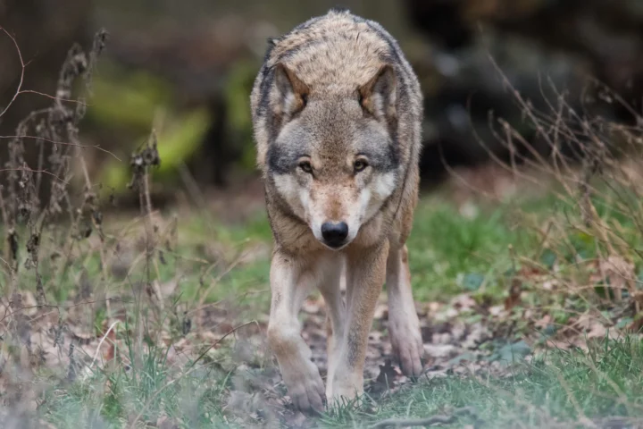 EU Parliament votes to weaken wolf protection