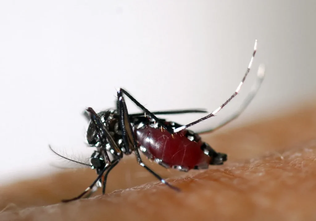 Flanders launches campaign to limit spread of tiger mosquito
