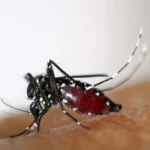 Flanders launches campaign to limit spread of tiger mosquito