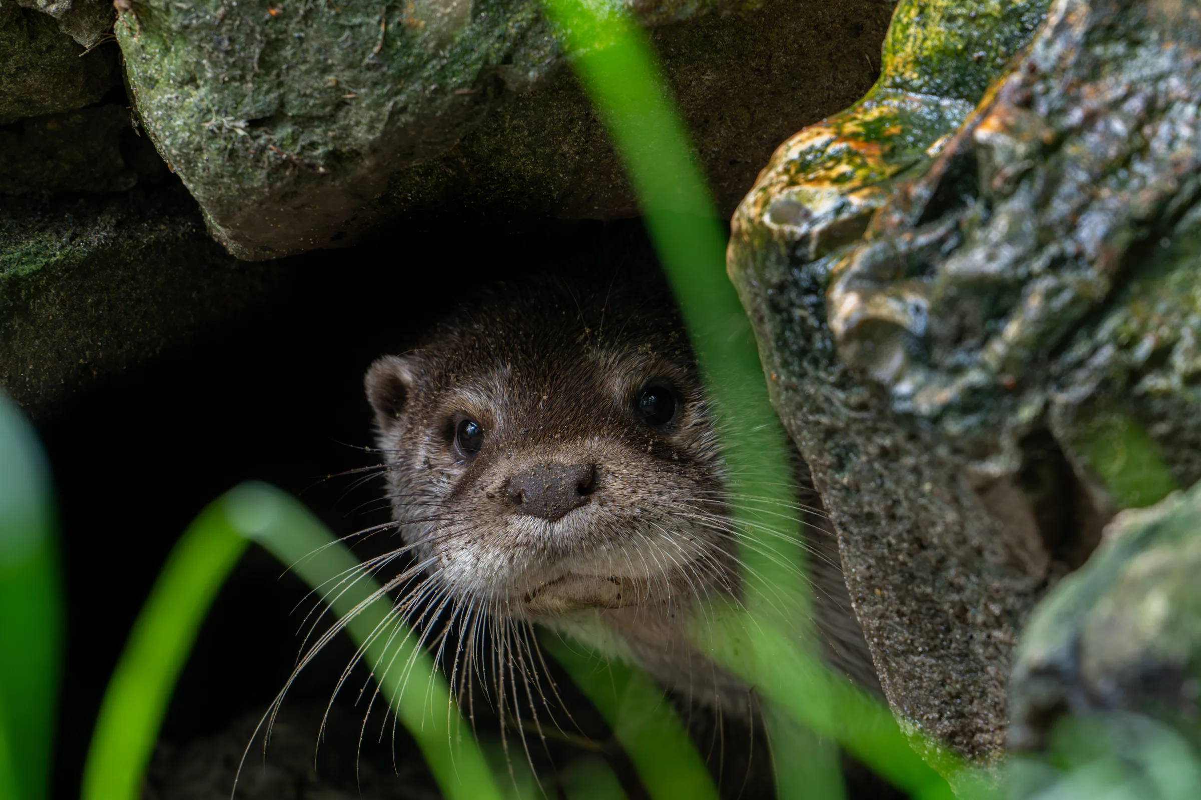 Otter's return to Flanders highlights shared threat with wolves: Road traffic