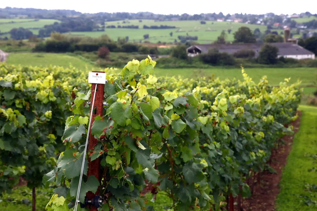 27 Belgian wines receive award at Gault&Millau guide presentation