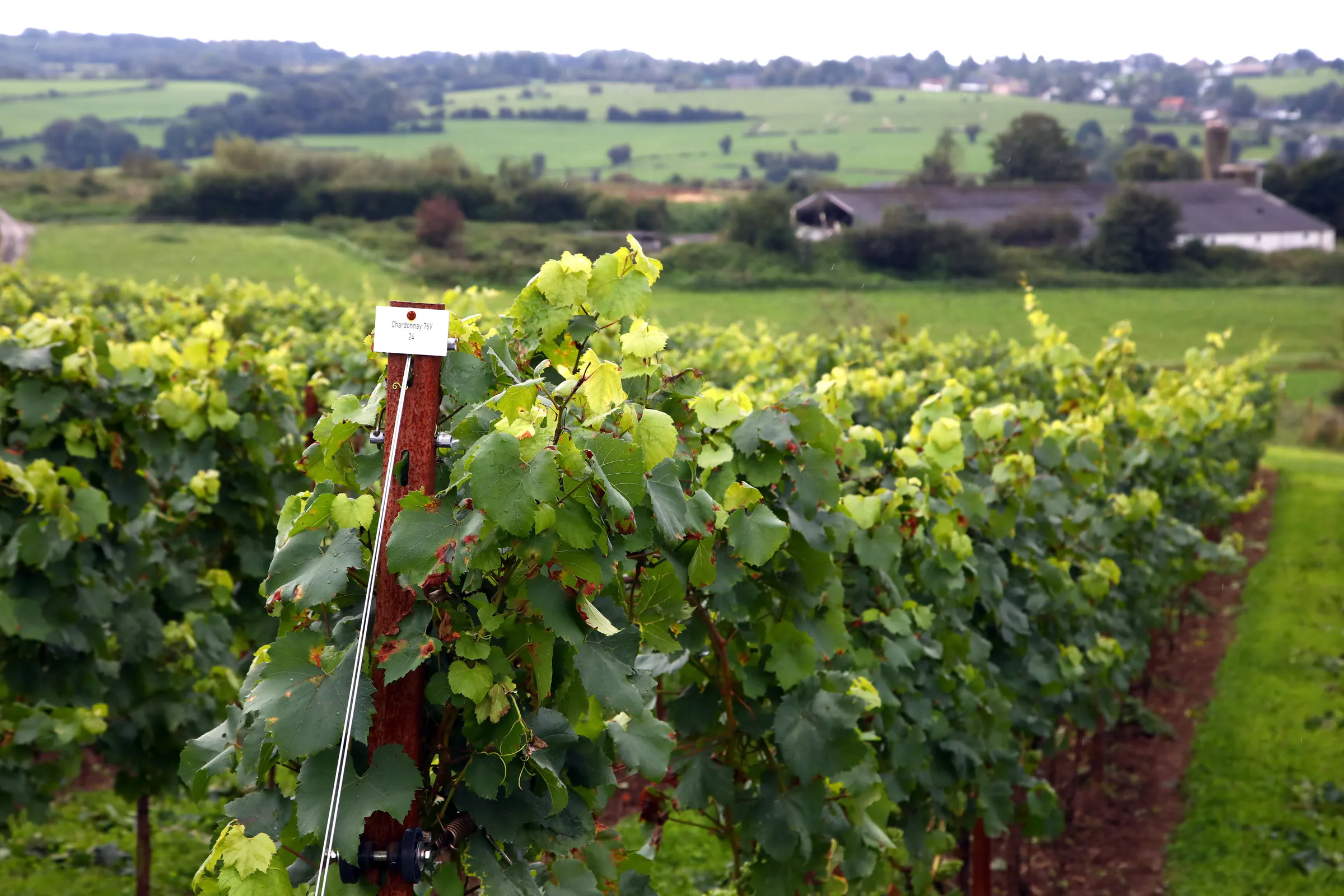 27 Belgian wines receive award at Gault&Millau guide presentation