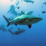 Belgium sets ocean agenda as global report highlights alarming trends ahead of UNOC3