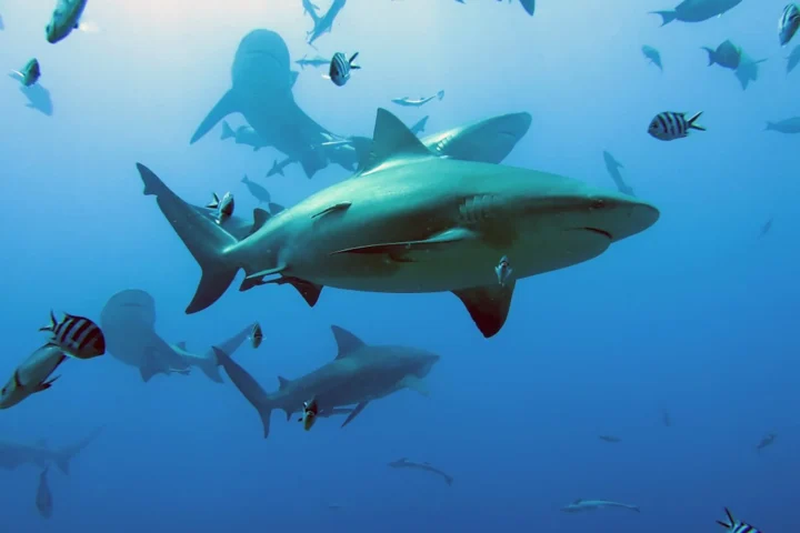 Belgium sets ocean agenda as global report highlights alarming trends ahead of UNOC3