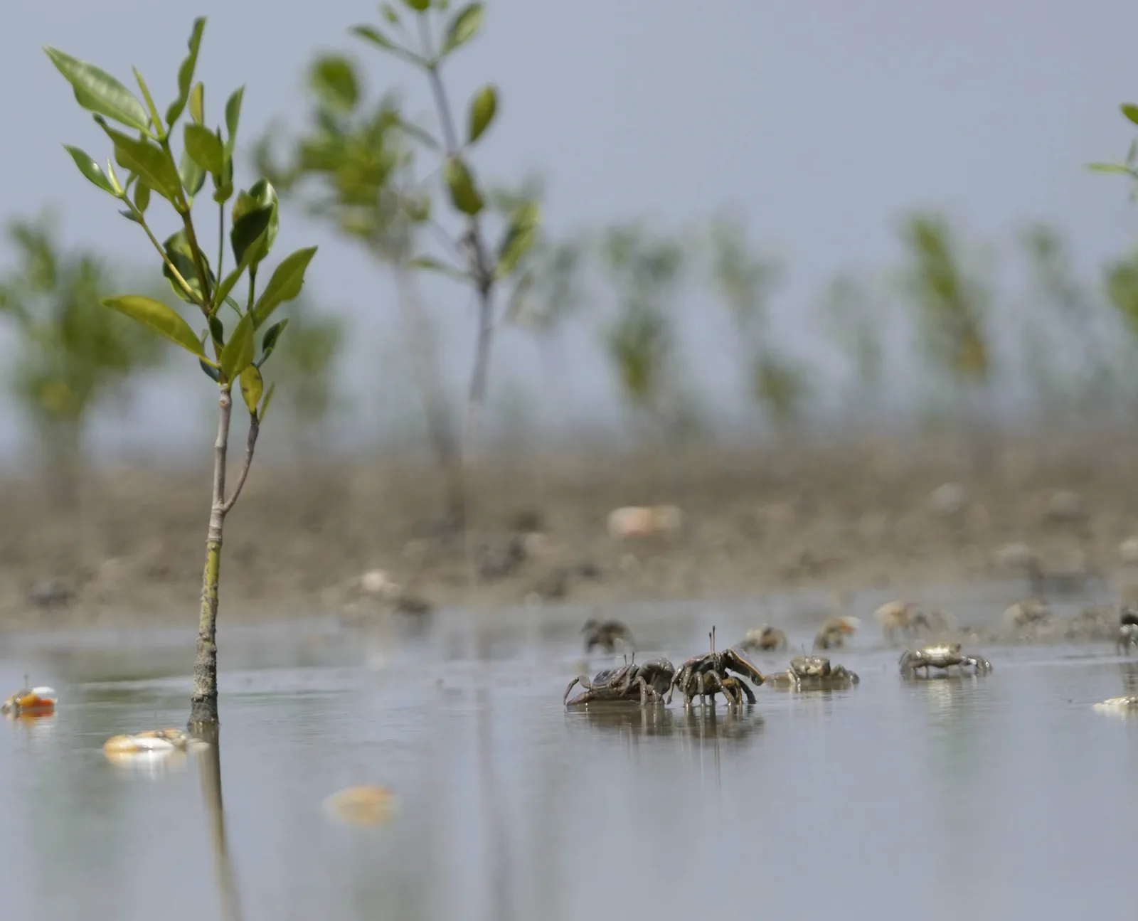 Flemish-led mangrove island in Ecuador shows rapid growth
