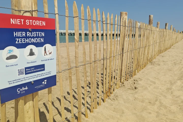 Ostend sets up first protection zone for seals on the coast