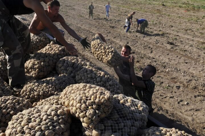 Lukashenko's potato dealings provoke anger among regime critics