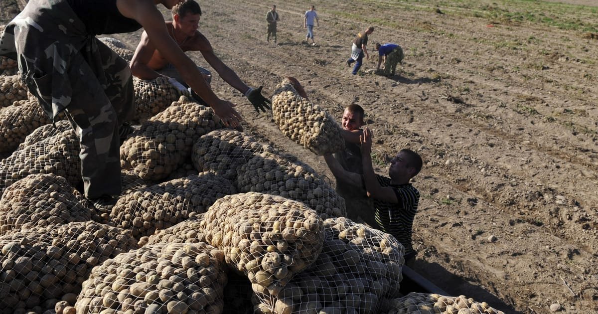 Lukashenko's potato dealings provoke anger among regime critics