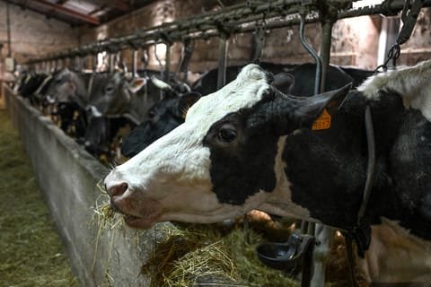 Brussels scales back major agricultural reforms while implementing cuts